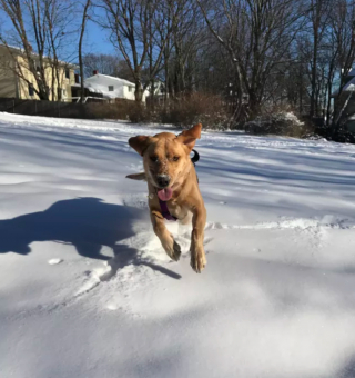 Illustration de l'article : 12 photos de chiens laissant libre cours à leur joie en jouant dans la neige