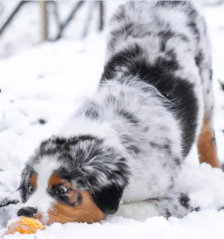 Illustration de l'article : 12 photos de chiens laissant libre cours à leur joie en jouant dans la neige