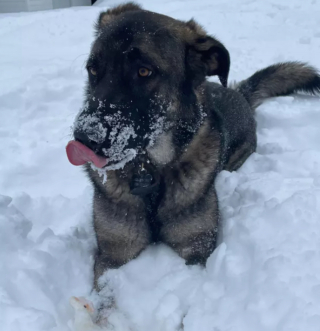 Illustration de l'article : 12 photos de chiens laissant libre cours à leur joie en jouant dans la neige