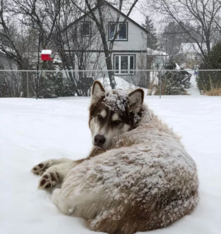 Illustration de l'article : 12 photos de chiens laissant libre cours à leur joie en jouant dans la neige