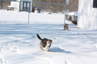 Illustration de l'article : 12 photos de chiens laissant libre cours à leur joie en jouant dans la neige