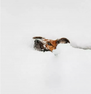 Illustration de l'article : 12 photos de chiens laissant libre cours à leur joie en jouant dans la neige