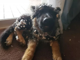 Illustration de l'article : 12 photos de chiens laissant libre cours à leur joie en jouant dans la neige