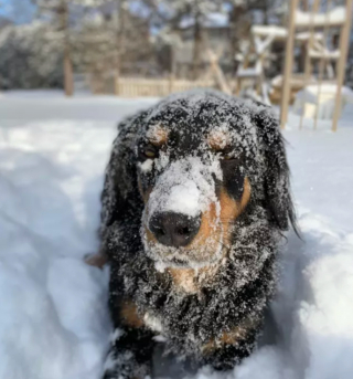 Illustration de l'article : 12 photos de chiens laissant libre cours à leur joie en jouant dans la neige