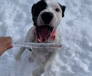 Illustration de l'article : 12 photos de chiens laissant libre cours à leur joie en jouant dans la neige