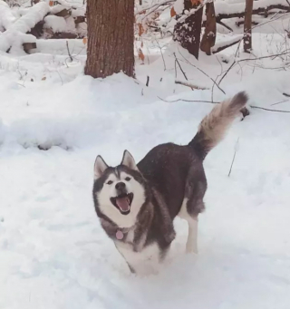 Illustration de l'article : 12 photos de chiens laissant libre cours à leur joie en jouant dans la neige