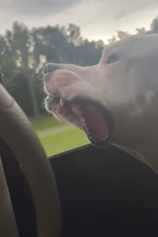 Illustration de l'article : Un couple adopte Sarge, le chien le plus âgé du refuge, après avoir vu sa vidéo sur TikTok