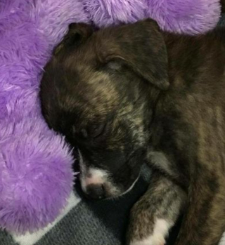 Illustration de l'article : Grâce au dévouement de cet officier de police, ce chiot de 8 semaines a trouvé une vie meilleure