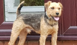 Illustration de l'article : Un chien retrouvé sain et sauf après une opération de secours spectaculaire