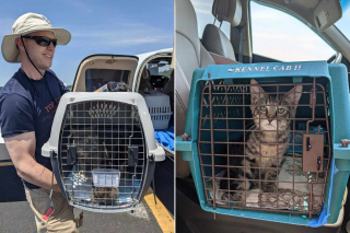 Illustration de l'article : Une organisation permet à des animaux, voués à l’euthanasie, d’être sauvés et de vivre une nouvelle vie