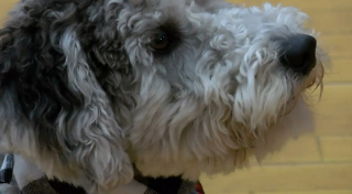 Illustration de l'article : Wrigley, le chien de thérapie qui révolutionne les cours d'éducation physique à l'école Owego