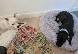 Illustration de l'article : Le combat acharné de Jasper pour surmonter une grave maladie et trouver sa famille idéale