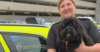 Illustration de l'article : Une petite chienne perdue est retrouvée à plus de 300 kilomètres de chez elle, après avoir été vendue 