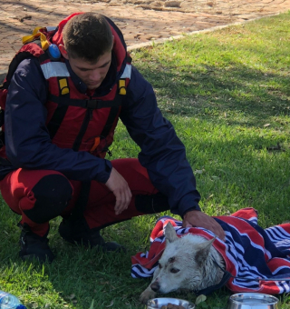 Illustration de l'article : Snowball, la chienne miraculée sauvée in extremis par des passants bienveillants