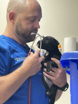 Illustration de l'article : 19 photos de surprenantes et belles rencontres canines faites chez le vétérinaire