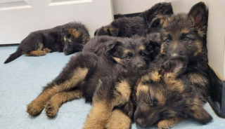 Illustration de l'article : 19 photos de surprenantes et belles rencontres canines faites chez le vétérinaire