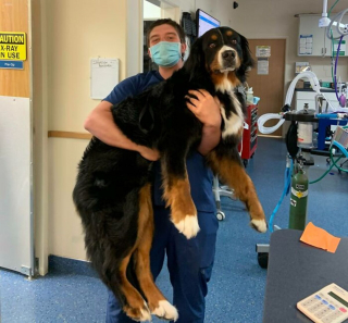 Illustration de l'article : 19 photos de surprenantes et belles rencontres canines faites chez le vétérinaire