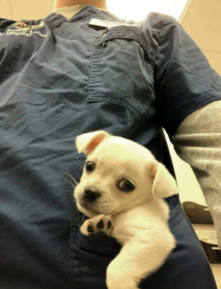 Illustration de l'article : 19 photos de surprenantes et belles rencontres canines faites chez le vétérinaire