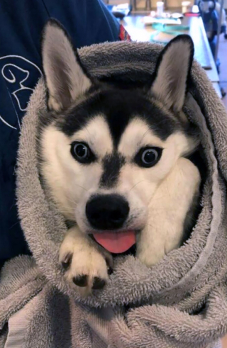 Illustration de l'article : 19 photos de surprenantes et belles rencontres canines faites chez le vétérinaire