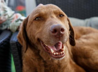 Illustration de l'article : Une retraitée de 79 ans décide d’utiliser toutes ses économies pour sauver son chien atteint d’une maladie grave