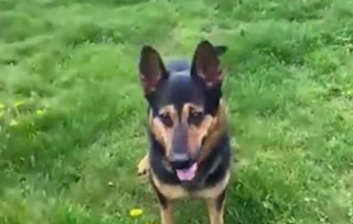 Illustration de l'article : Jake, l'adorable Berger Allemand en quête d'une vie paisible auprès d'une famille attentionnée