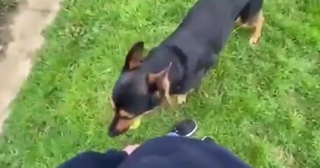 Illustration de l'article : Jake, l'adorable Berger Allemand en quête d'une vie paisible auprès d'une famille attentionnée