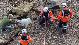 Illustration de l'article : Après une chute vertigineuse, un chien fait une descente en rappel le long d’une falaise avec un garde-côte (vidéo)