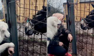 Illustration de l'article : L'adorable réaction protectrice d'une chienne, lorsqu'un âne s'intéresse de trop près à la main de son maître (vidéo)