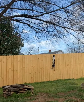 Illustration de l'article : Un chien de 10 mois parvient à sauter en-haut d’une clôture de près de 3 mètres de haut, sous les yeux ébahis de son propriétaire (vidéo)