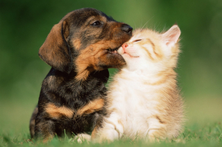 Illustration de l'article : 10 photos adorables de chiens dont les meilleurs amis sont des chats