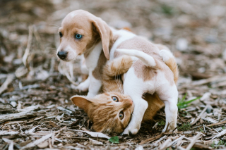 Illustration de l'article : 10 photos adorables de chiens dont les meilleurs amis sont des chats