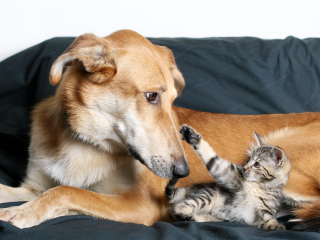 Illustration de l'article : 10 photos adorables de chiens dont les meilleurs amis sont des chats