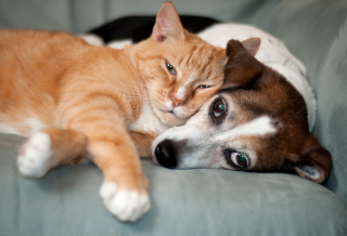 Illustration de l'article : 10 photos adorables de chiens dont les meilleurs amis sont des chats