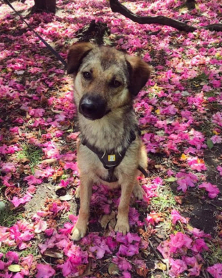 Illustration de l'article : En hommage la mémoire de sa chienne bien-aimée, cet homme relie le Royaume-Unis à la Roumanie à vélo, soit près de 2800km !
