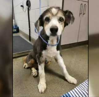 Illustration de l'article : Sheba, 16 ans, retrouve l'espoir grâce au courage d'un homme qui l'a sauvée de la benne à ordures