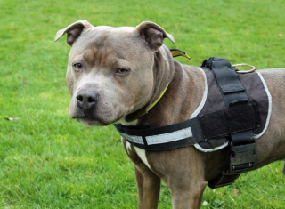 Illustration de l'article : Kilo, le Staffordshire Bull Terrier abandonné avec une lettre touchante devant un refuge