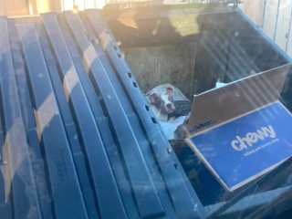 Illustration de l'article : Des éboueurs viennent en aide à un chiot, coincé entre les détritus, au fond d’une benne à ordures