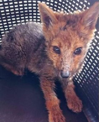 Illustration de l'article : Cette famille pensait adopter un Husky Sibérien, mais il sème la terreur dans leur quartier