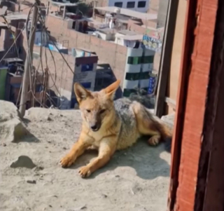 Illustration de l'article : Cette famille pensait adopter un Husky Sibérien, mais il sème la terreur dans leur quartier