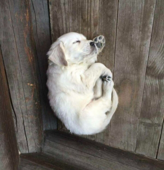 Illustration de l'article : 20 photos adorables de chiens ayant fini par hisser le drapeau blanc face au sommeil
