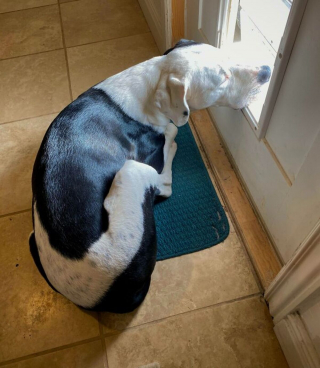 Illustration de l'article : 20 photos adorables de chiens ayant fini par hisser le drapeau blanc face au sommeil