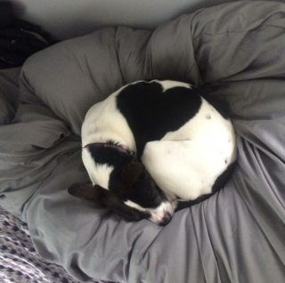 Illustration de l'article : 20 photos adorables de chiens ayant fini par hisser le drapeau blanc face au sommeil