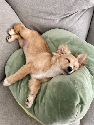 Illustration de l'article : 20 photos adorables de chiens ayant fini par hisser le drapeau blanc face au sommeil