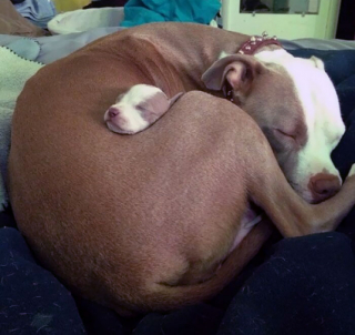 Illustration de l'article : 20 photos adorables de chiens ayant fini par hisser le drapeau blanc face au sommeil