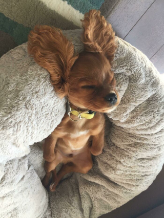 Illustration de l'article : 20 photos adorables de chiens ayant fini par hisser le drapeau blanc face au sommeil