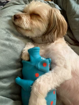 Illustration de l'article : 20 photos adorables de chiens ayant fini par hisser le drapeau blanc face au sommeil