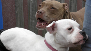 Illustration de l'article : Un élan de soutien pour aider Sue Kushta et sa pension canine dévastée par une violente tornade