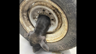 Illustration de l'article : Un vétérinaire ingénieux découvre un chien avec la tête coincée dans une jante de voiture