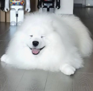 Illustration de l'article : 19 photos touchantes et drôles de chiens nous faisant entrer dans leur joyeux univers