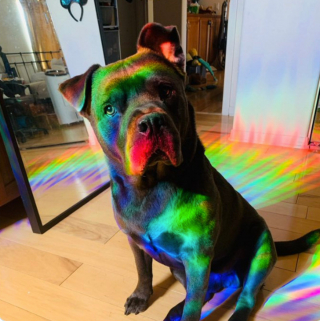 Illustration de l'article : 19 photos touchantes et drôles de chiens nous faisant entrer dans leur joyeux univers